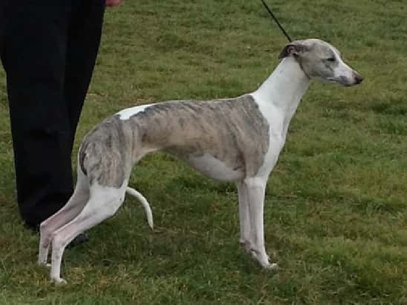 Whippet
