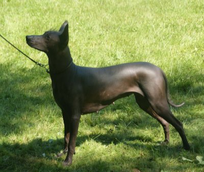 Xoloitzcuintle