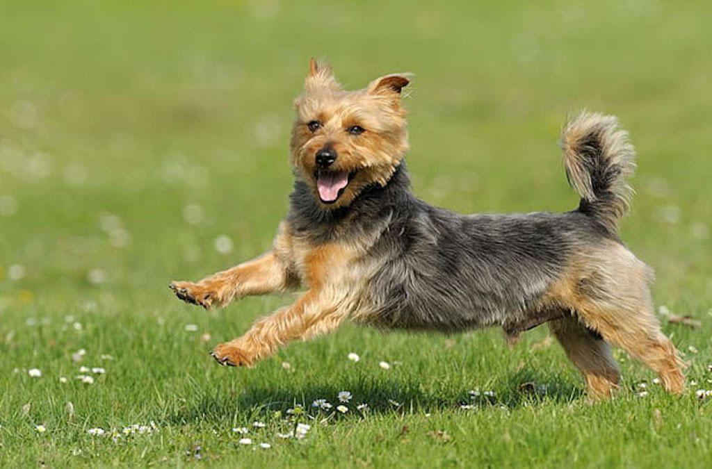Características de la raza de perros Australian Terrier