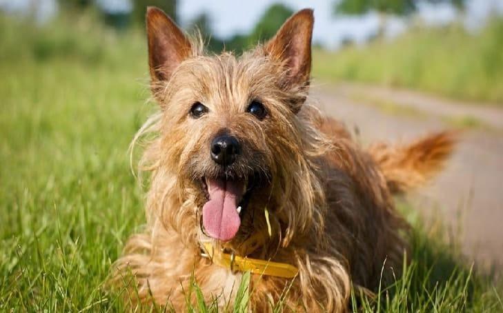 Personality and temperament of the Australian Terrier