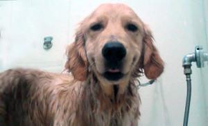 bañar a un perro