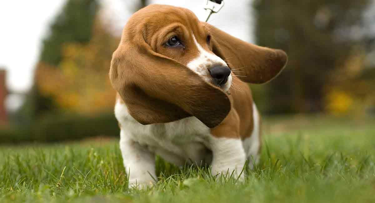Cachorro de Basset Hound aprendiendo a ir con correa