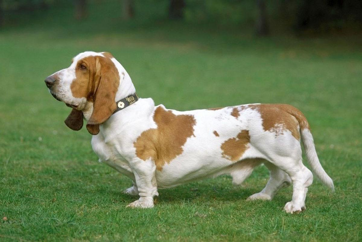Basset Hound: características, cuidados y comportamiento del perro sabueso
