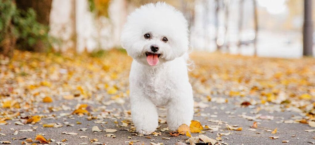 Bichón Frisé Guía Completa De Cuidados Temperamento Y Adiestramiento