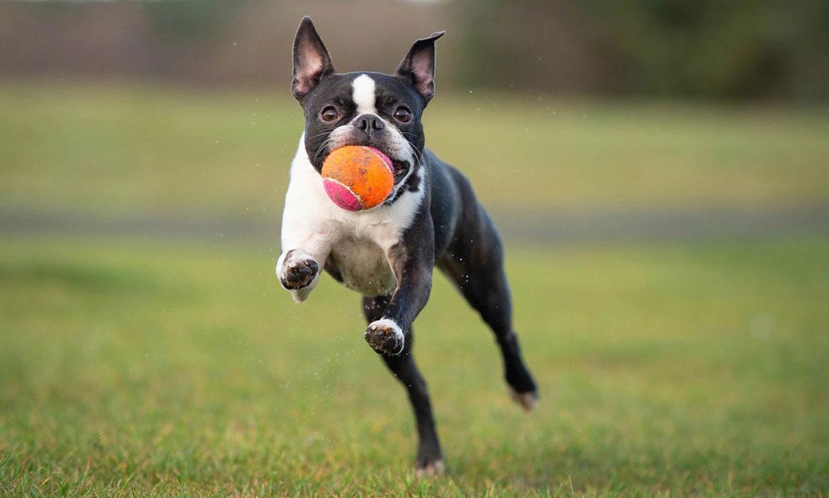 Perro Boston Terrier enseñado a traer la pelota