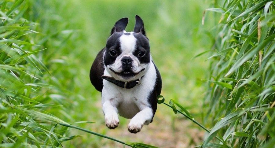Un perro boston terrier saltando y corriendo
