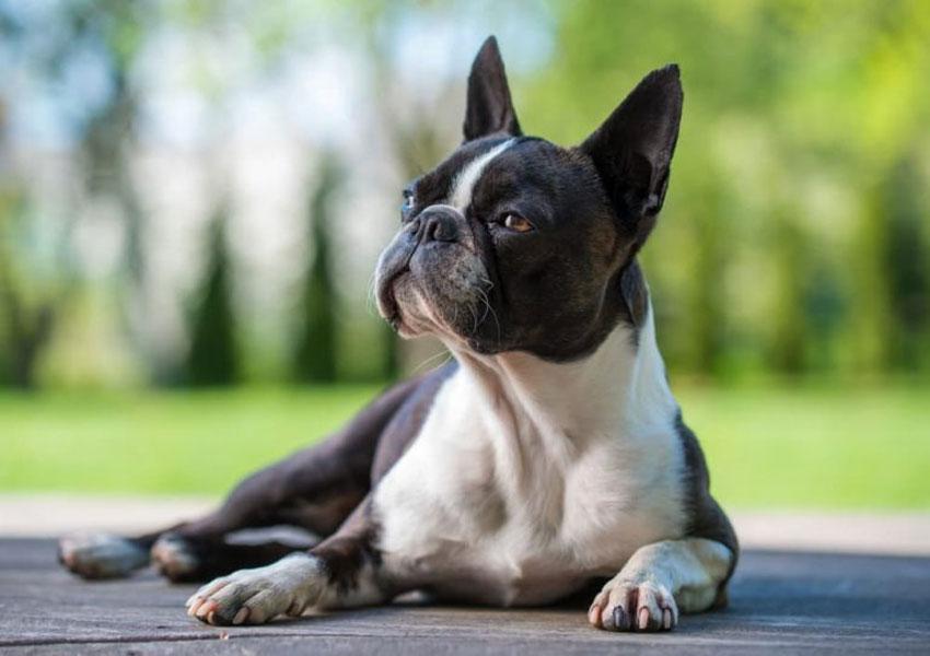 Cómo es el temperamento de la raza de perro Boston Terrier
