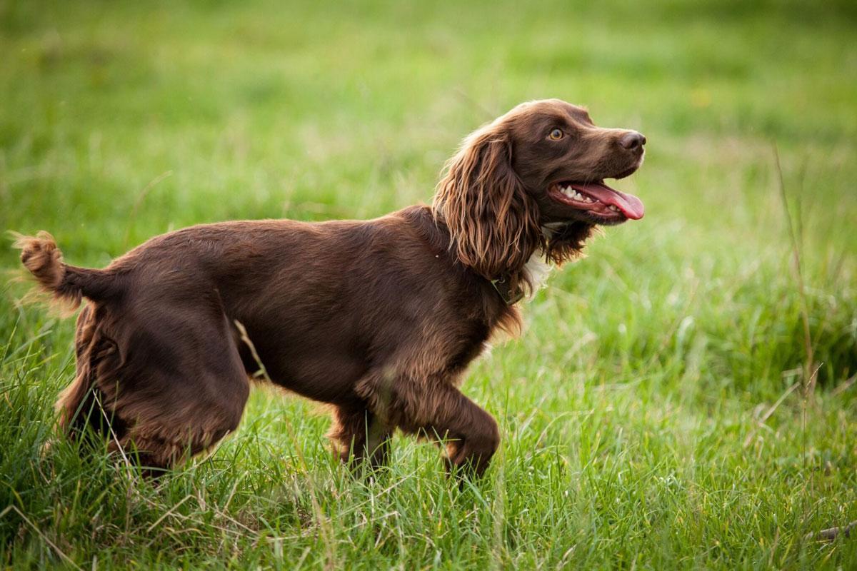 Boykin Spaniel: características de la raza de perros