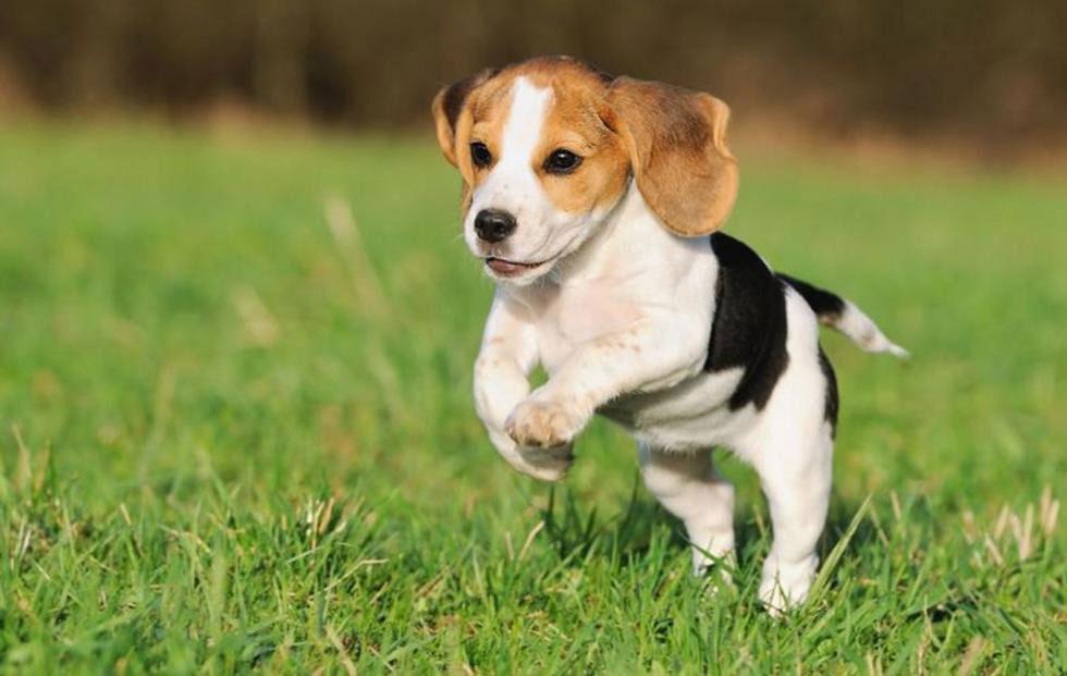 Un cachorro de Beagle saltando en el parque