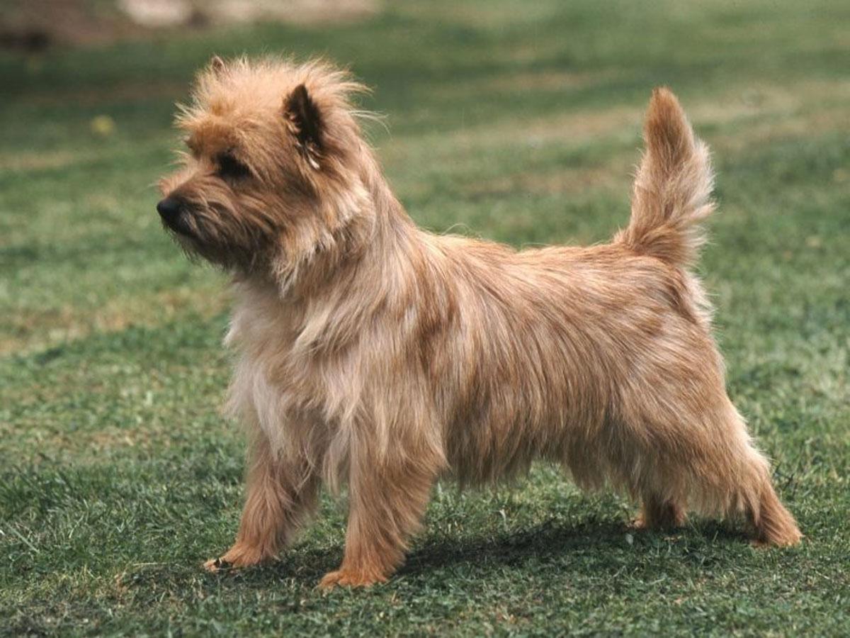 Cairn terrier: características de esta raza de perros