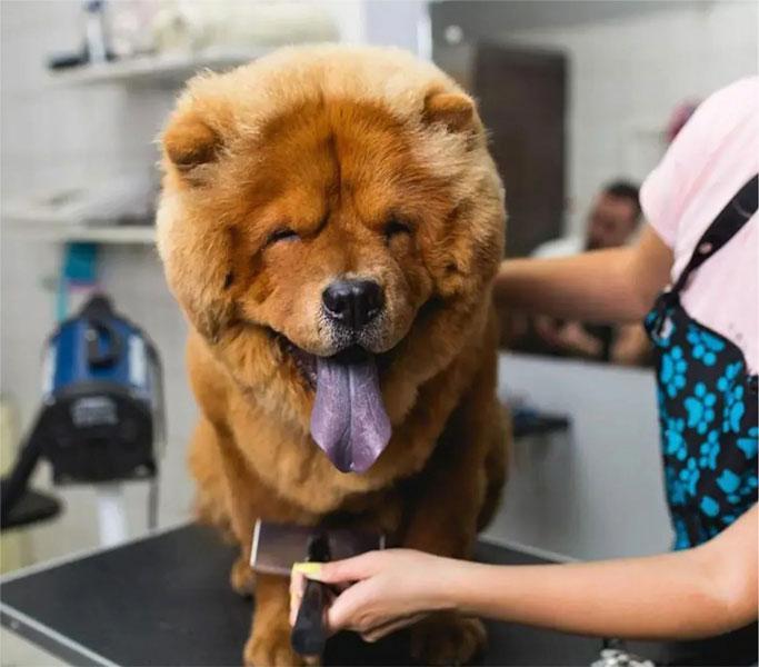 Cuidados del pelaje de un Chow chow en la peluquería canina