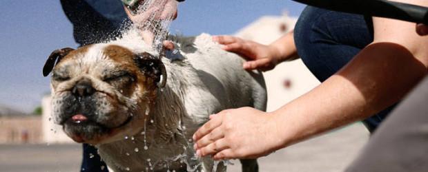 como lavar a un perro