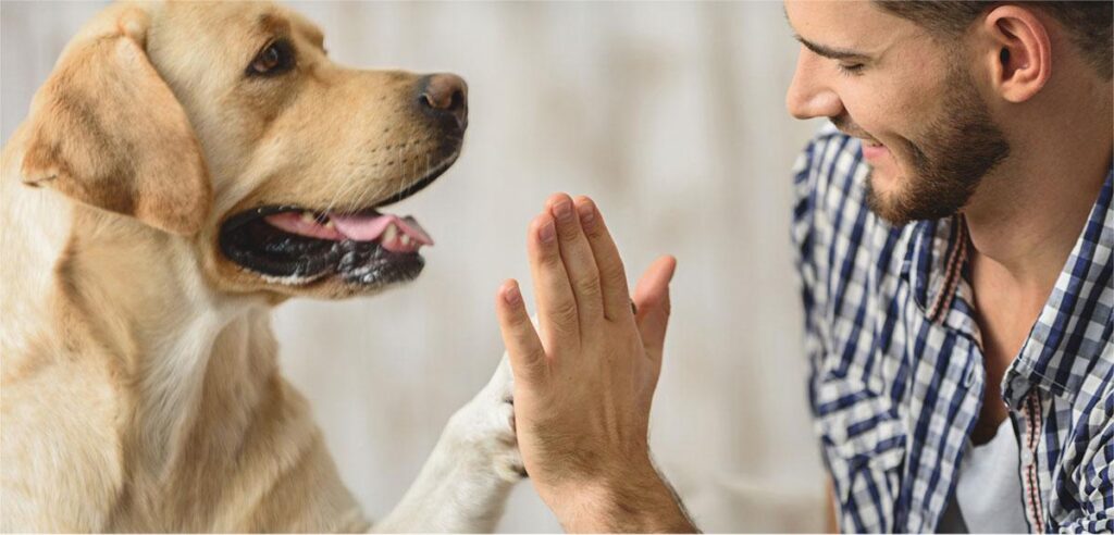 ¿Como los perros saben quién es su dueño? Descubre el vínculo