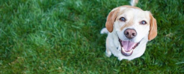 ¿Cómo puedo saber si mi perro es feliz?