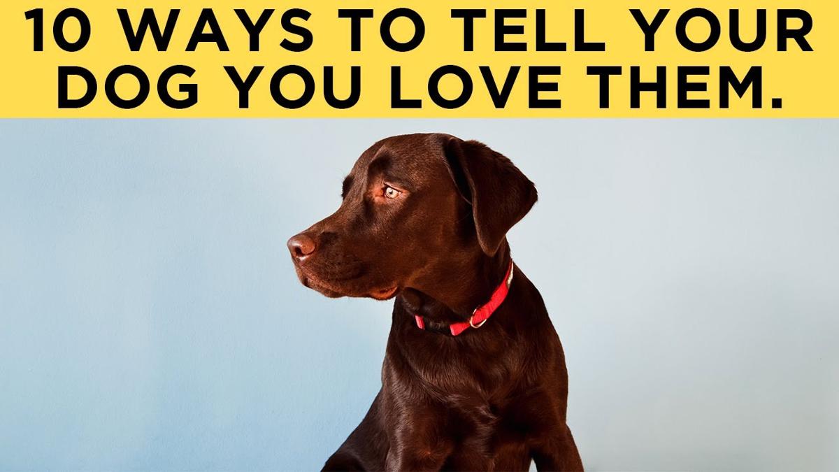 ¿Cómo saber si tu perro no te quiere?