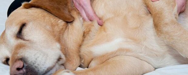 ¿Cómo saber si un perro está sonriendo?