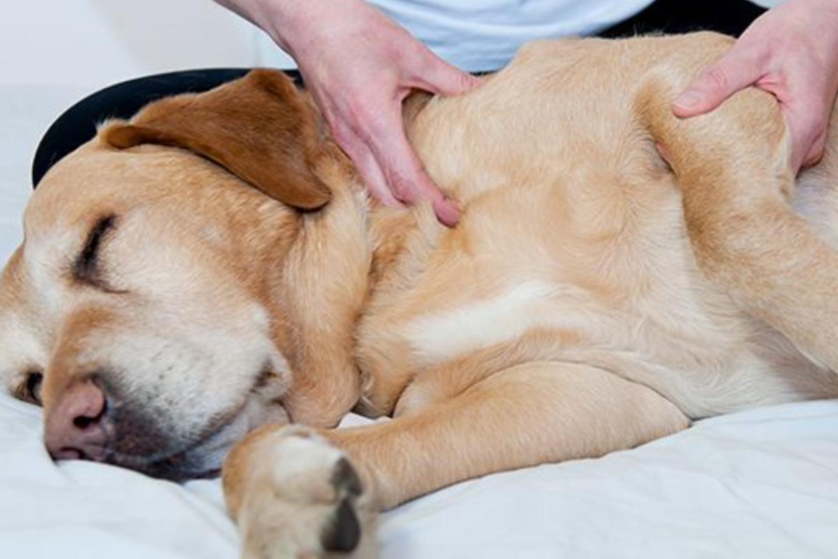 ¿Cómo saber si un perro está sonriendo?