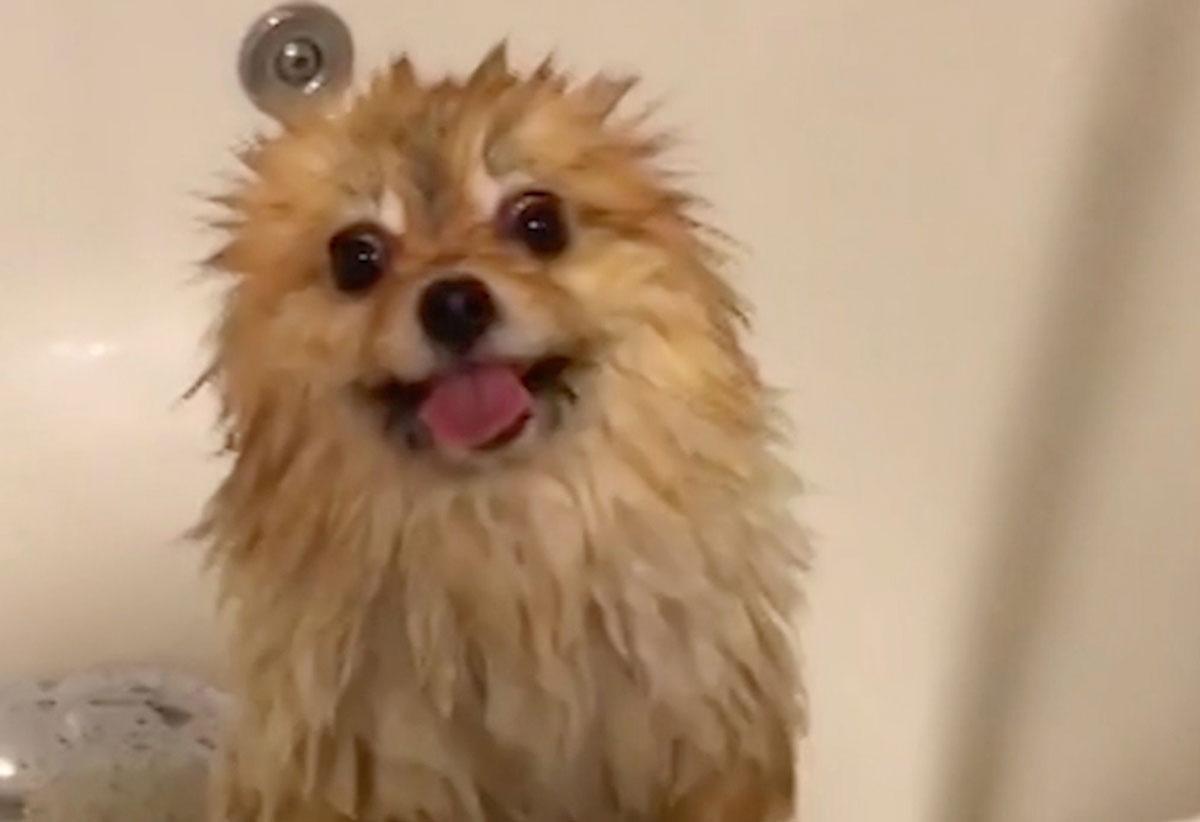 ¿Cuándo se puede bañar a un cachorro Pomerania?