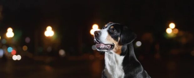 ¿Cuánto aguanta un perro por la noche?