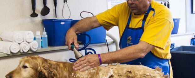 ¿Cuánto gana un groomer en Italia?