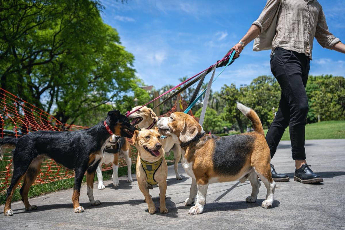 ¿Cuánto gana un paseador de perros en España al mes?
