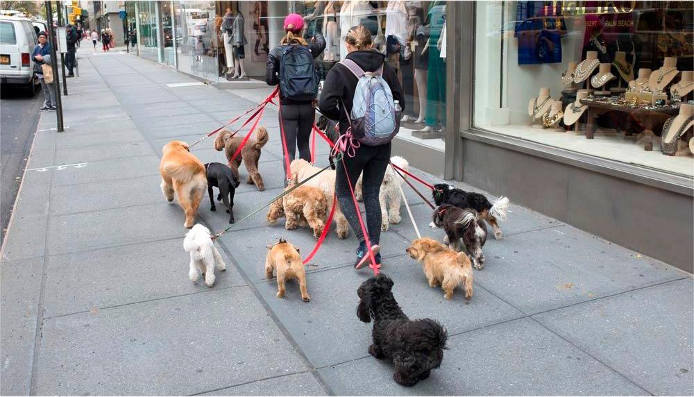 ¿Cuánto pagan en New York por pasear perros?
