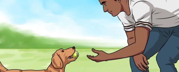 ¿Cuánto se tarda en enseñar a un perro?