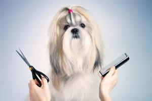 cursos peluquería canina