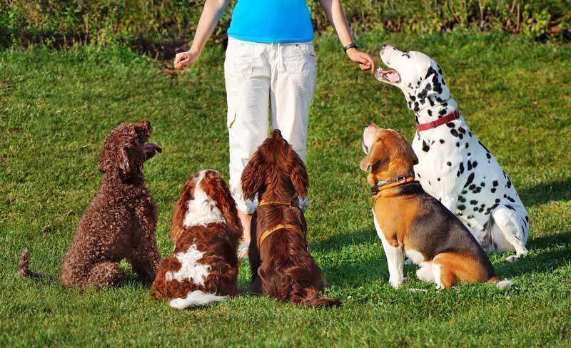 Entrenamiento y socialización de los perros de la raza dálmata