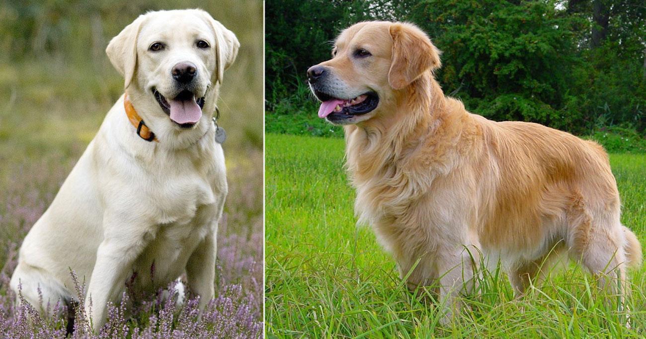 Diferencias entre Labrador y Golden retriever