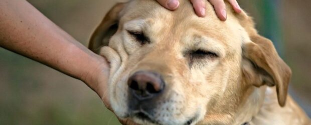 ¿Dónde no acariciar a un perro?