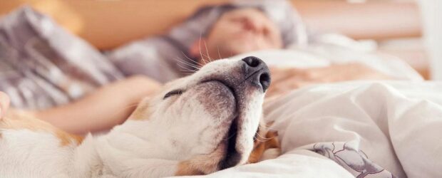 Dormir a un perro naturalmente: Técnicas efectivas y seguras