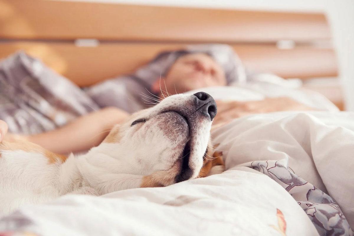 Dormir a un perro naturalmente: Técnicas efectivas y seguras