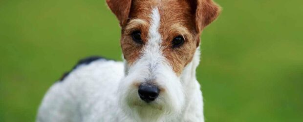 Fox terrier Smooth o Wire: ¿Cuál es tu perro Fox Terrier ideal?