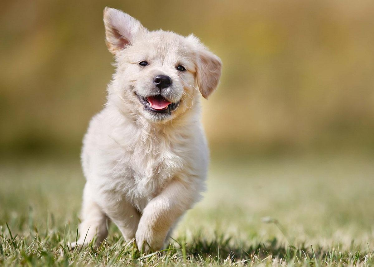 Cachorro de Golden retriever corriendo al aire libre