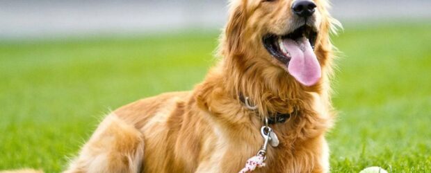 Golden retriever: como cuidarlo, características y carácter