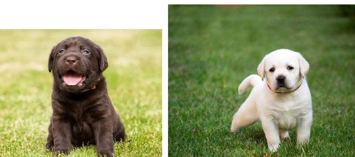 Cachorros de Labrador retriever de diferente color y edad