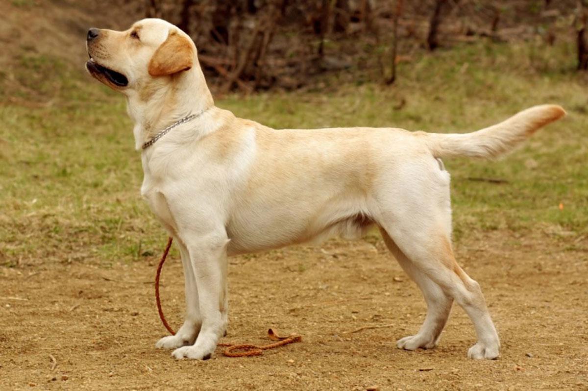 Perro Labrador retriever: características, peso, altura y fisionomía