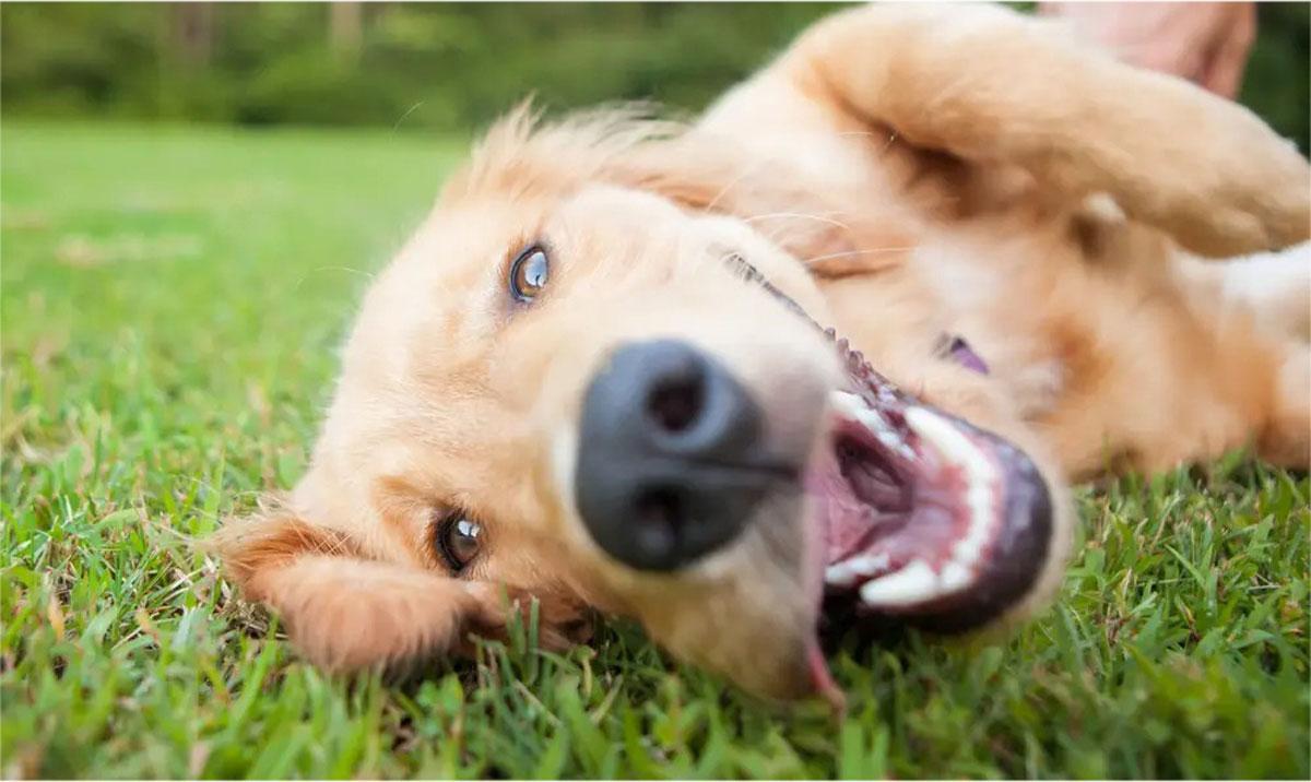 Descubre las señales de parásitos internos en perros: causas y soluciones