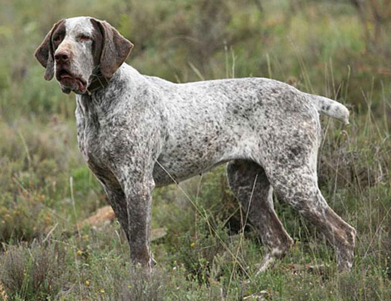 Perdiguero de Burgos (Pointer español)