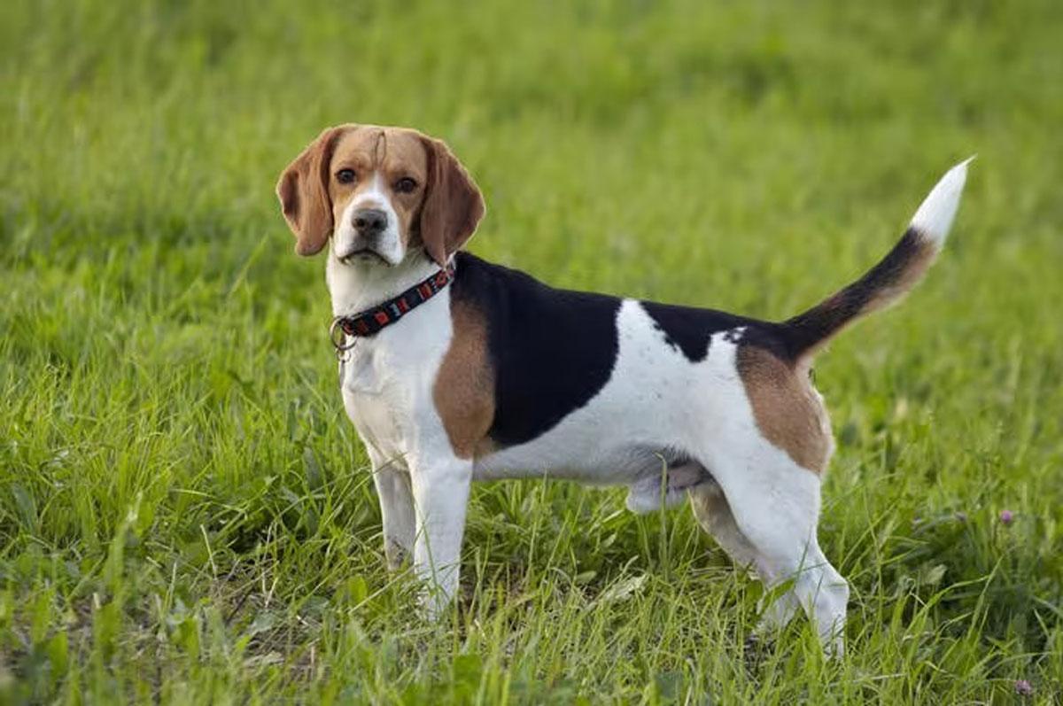 Perro Beagle: características de la raza, tamaño, colores y cuidados