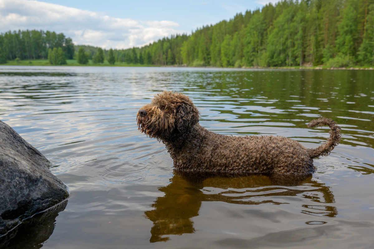 Comparación entre el perro de agua español y el Lagotto romagnolo