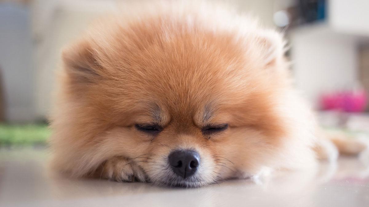 Cachorro de Pomerania durmiendo