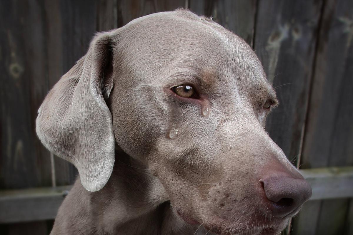 ¿Por qué los perros lloran cuando ven a su dueño?