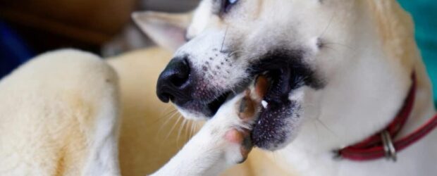 ¿Por qué los perros se muerden las uñas? Descubre las causas y soluciones