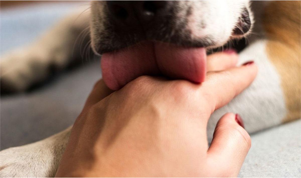 ¿Por qué tu perro te lame la mano?
