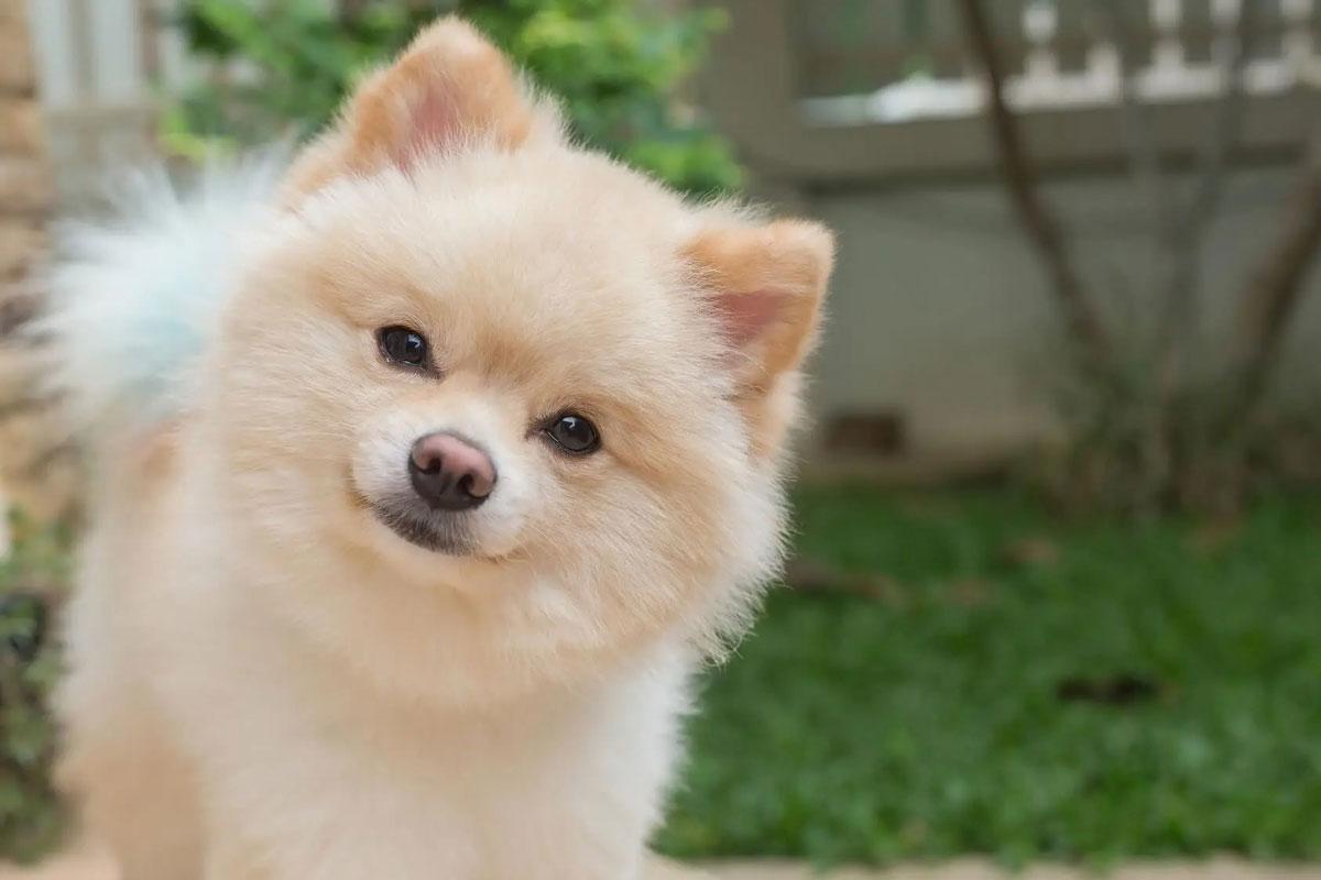 ¿Qué color de Pomerania es el más caro del mundo?