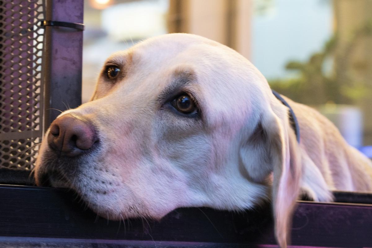 ¿Qué hacen los perros cuando extrañan a sus dueños?