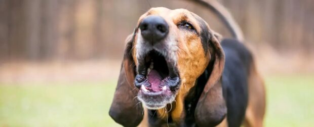 ¿Qué pasa cuando un perro ladra y no hay nada?