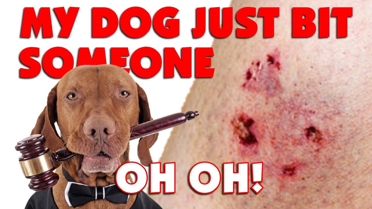 ¿Qué pasa si mi perro me muerde y me saca sangre?